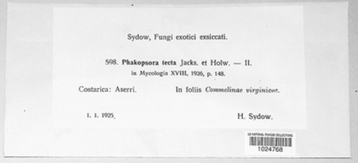 Uromyces spegazzinii image